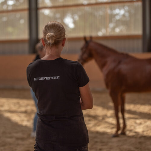 Ich gebe kurse im Bereich Horse Tensegrity Training und die Zusammenhänge aus Training und Therapie beim Pferd.