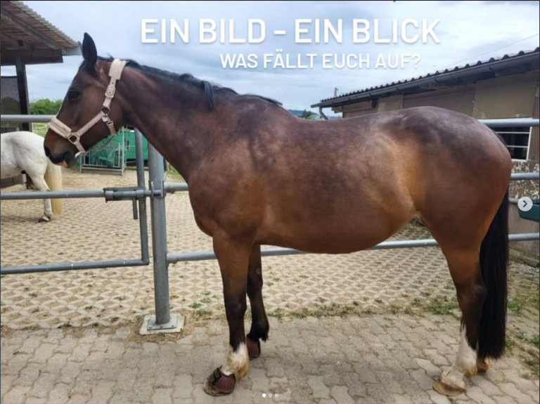 Ein Bild - Ein Blick bei einer Zangersheider Stute.