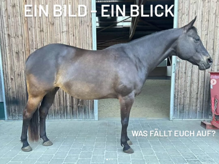 Ein Bild - Ein Blick bei einer Quarter Horse Stute.