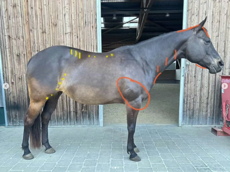 Ein Bild - Ein Blick bei einer Quarter Horse Stute.