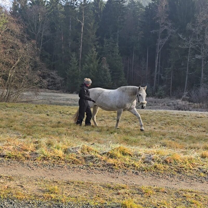 Daniela trainiert mit ihrer Stute im Gelände.